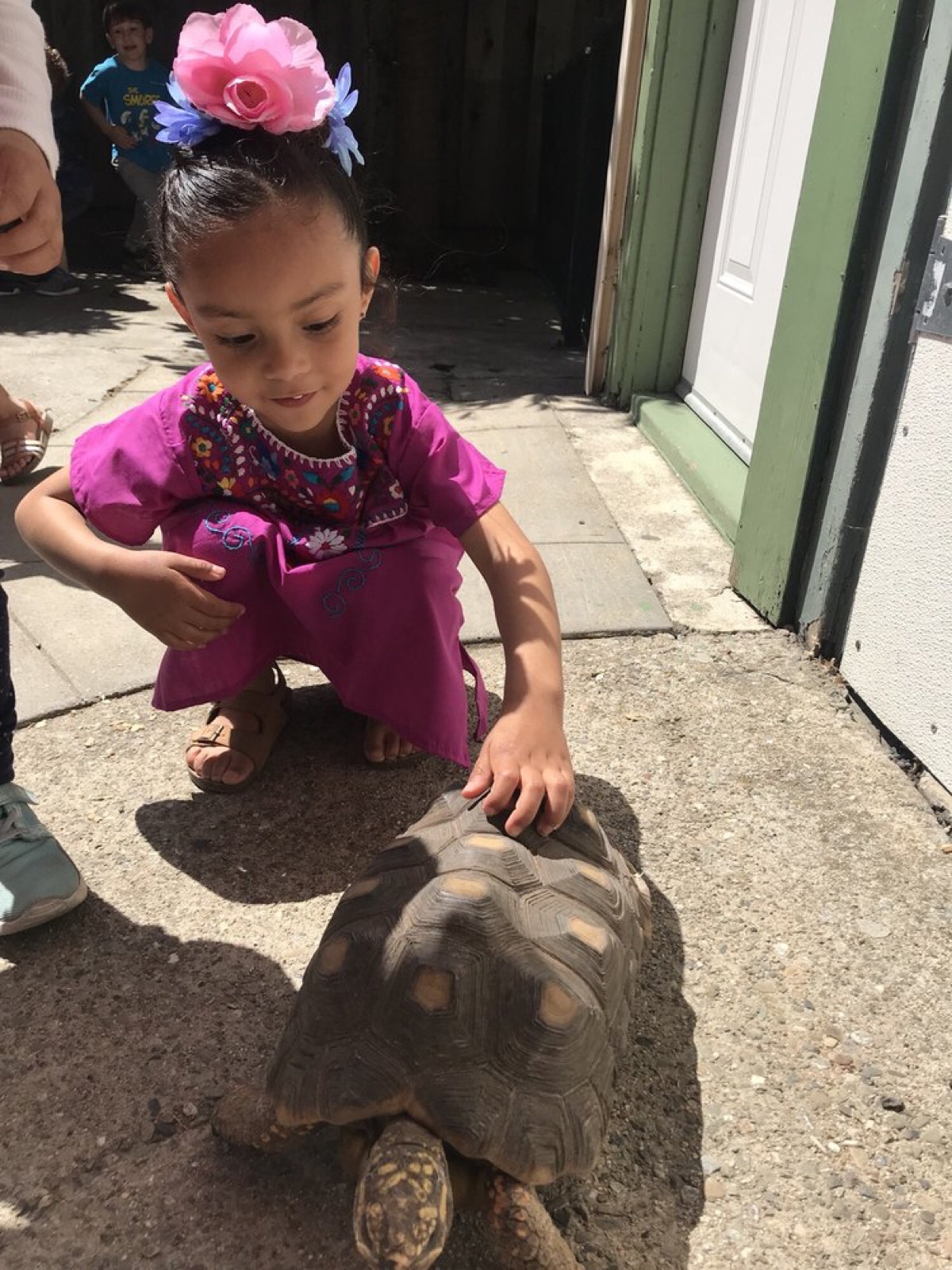 A young girl in a magenta embroidered dress gently petting the school's red-footed tortoise